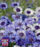 Centaurea cyanus "Classic Fantastic" - Kornblume