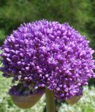 Allium "Ambassador" - Zierlauch