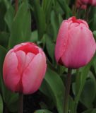 Darwin-Hybrid-Tulpe Pink Impression