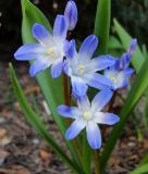 Chionodoxa forbesii 