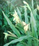 Roscoea cautleoides (Schein- oder Ingwerorchidee)