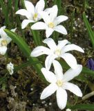 Chionodoxa luciliae "Alba" - Weier Gewhnlicher Schneeglanz