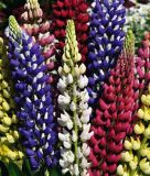 Lupinus polyphyllus  "Russel Hybriden Mischung" (Staudenlupine)