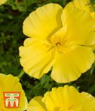 Eschscholzia californica "Butter Bush" - Kalifornischer Mohn