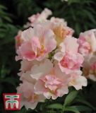 Antirrhinum majus "Twinny Appleblossom F1" - Lwenmulchen