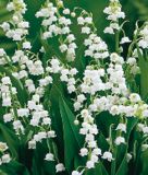 Convallaria majalis (Pflanzkeime) - Maiglckchen