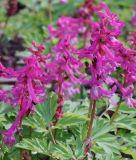 Corydalis cava (syn. Corydalis bulbosa) - Hohler Lerchensporn