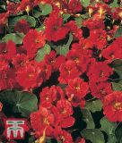 Tropaeolum majus "Cherry Rose Jewel" - Kapuzinerkresse