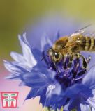 Centaurea cyanoides "Blue Diadem" - Kornblume