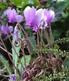 Cyclamen hederifolium (neapolitanum) - Neapolitanisches Alpenveilchen