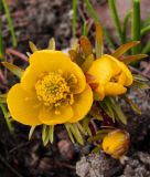 Eranthis cilicica - Trkischer Winterling