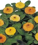 Calendula officinalis "Fiesta Gitana Mischung" - Ringelblume