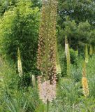 Eremurus isabellinus "Romance" -Steppenkerze