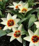 Tulipa greigii Albion Star