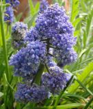 Muscari armeniacum "Fantasy Creation" - Gefllte Armenische Traubenhyazinthe