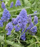 Muscari armeniacum 