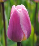 Darwin-Hybrid-Tulpe Light and Dreamy