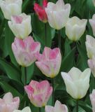 Tulipa fosteriana Flaming Purissima