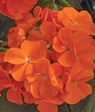 Pelargonium zonale "Maverick Orange" - Stehende Pelargonie