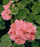 Pelargonium zonale "Maverick Salmon" - Stehende Pelargonie