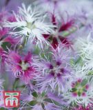 Dianthus x hybridus "Rainbow Loveliness Improved Mixed" - Nelke