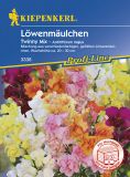 Antirrhinum majus "Twinny Mix F1" - Lwenmulchen