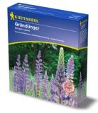 Dngelupine "Blau" - Lupinus angustifolius - Grndnger