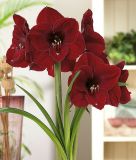 Hippeastrum - Amaryllis "Benfica Galaxy" (Zimmerpflanze)