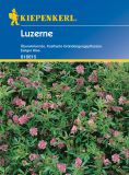 Luzerne - Medicago sativa - Grndnger