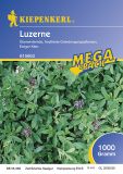 Luzerne - Medicago sativa - Grndnger