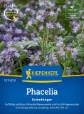 Phacelia tanacetifolia - Bienenweide - Grndnger