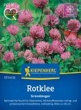 Rotklee - Trifolium pratense - Grndnger