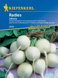 Radies "Albena" - Raphanus sativus var. sativus