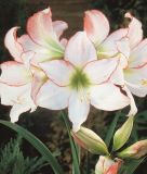 Hippeastrum - Amaryllis "Picotee"