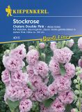 Alcea rosea "Chaters Double Pink" - Stockrose