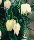 Fritillaria meleagris "Alba" - Weie Schachbrettblume