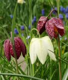 Fritillaria meleagris "Mischung" - Schachbrettblume