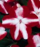 Impatiens walleriana "Balance F1 Red Star" - Fleiiges Lieschen