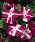 Impatiens walleriana "Balance F1 Violet Star" - Fleiiges Lieschen