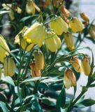 Fritillaria pallidiflora - Fahlbltige Schachbrettblume