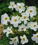 Incarvillea delavayi "Snowtop" (Freilandgloxinie)