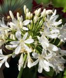 Agapanthus africanus "Wei" (Schmucklilie)