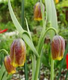 Fritillaria uva-vulpis (assyriaca) - Fuchstrauben-Schachblume