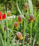 Fritillaria uva-vulpis (assyriaca) - Fuchstrauben-Schachblume