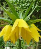 Fritillaria imperialis "Maxima Lutea"