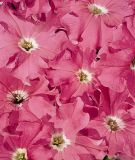 Petunia grandiflora "Parade Plus F1 Rose Pink " - Petunie