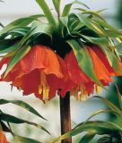 Fritillaria imperialis "Maxima Rubra"