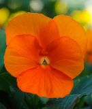 Viola cornuta "Sorbet XP F1 Deep Orange" - Hornveilchen