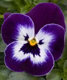 Viola cornuta "Sorbet XP F1 Purple Face" - Hornveilchen