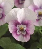 Viola cornuta "Sorbet XP F1 Pink Halo" - Hornveilchen